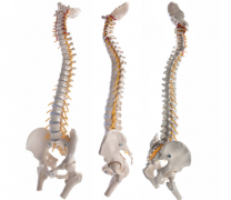 超声波身高体重测量仪:这些事情都会影响宝宝的身高,家长不要这样做